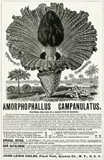 New Images July 2020 Gallery: Advert for Amorphophallus Campanulatus, plant seeds 1891