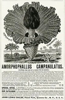 Advertising Gallery: Advert for Amorphophallus Campanulatus, plant seeds 1891