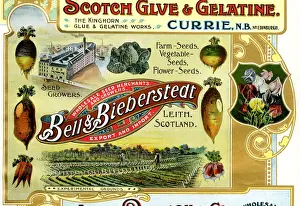 Root Prints: Advert, Bell & Bieberstedt, Seed Growers, Leith, Scotland