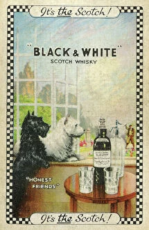 Scotch Collection: Advert, Black & White Scotch Whisky
