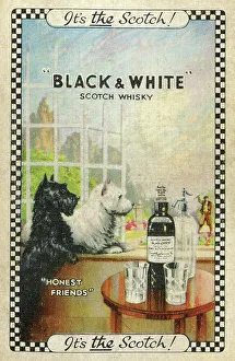 Scotch Prints: Advert, Black & White Scotch Whisky