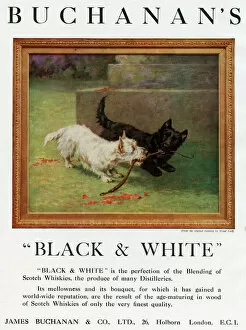 Advertisement, Buchanans Black & White Whisky