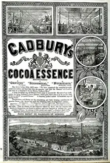 Cocoa Prints: Advert, Cadbury's Cocoa Essence, Bournville