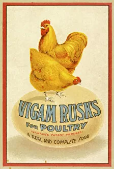 Advert / Chicken Feed
