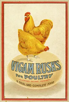 Feed Gallery: Advert / Chicken Feed