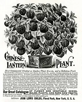 Images Dated 24th August 2018: Advert for Chinese Lantern Plant 1897