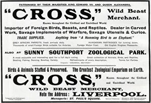 Menagerie Collection: Advertisement for Cross - Wild Beast Merchant, Liverpool