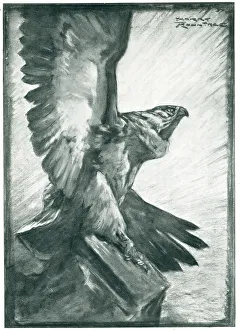 Purposes Prints: Advertisement Illustration, Bird Of Prey
