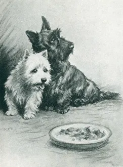 Ambler Collection: Advertisement Illustration, Westie & Scottie