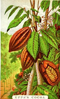 Seeds Collection: Advertising insert, Eppss Cocoa