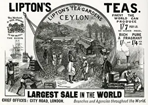 Ceylon Prints: Advert for Liptons Teas 1896
