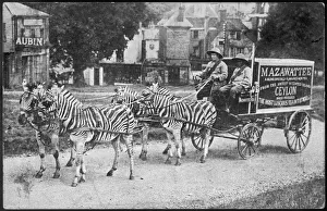 Zebra Gallery: ADVERT / MAZAWATTEE CART