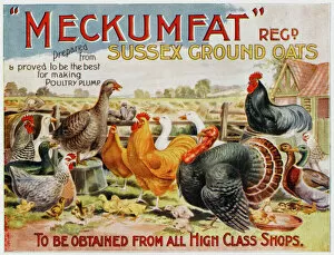 Geese Collection: Advertisement for Meckumfat Sussex Ground Oats