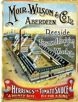 Tomato Collection: Advert, Moir, Wilson & Co Ltd, Aberdeen, Scotland