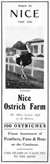 Curious Prints: Advertisement for the Nice Ostrich Farm