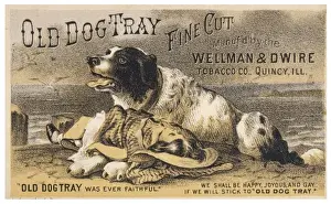 Quincy Prints: Advert for Old Dog Tray