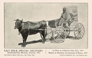 Lily Gallery: Advert, Pacific Creamery Co, Los Angeles, USA