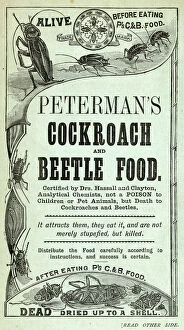 Beetles Gallery: Advertisement for Petermans Cockroach and Beetle Food