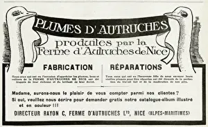 Advert for Plumes D autruches 1912
