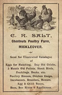 Ducks Collection: Advertisement for poultry farm, Mickleover, Derby