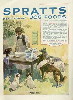 Meal Collection: Advertisement for Spratts meat fibrine dog foods, showing six expectant dogs awaiting