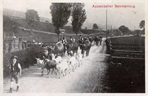 Advertisement for Swiss Milk Chocolate - Goats and Cows