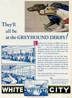 Member Collection: Advert for White City Greyhound Racing 1932