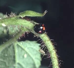 Adalia bipunctata variant, two spot ladybird