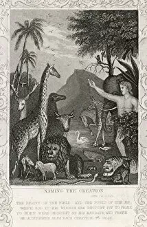 Giraffe Collection: Adam & Eve Name Animals