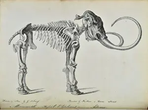 Mikhail Prints: Adams Mammoth