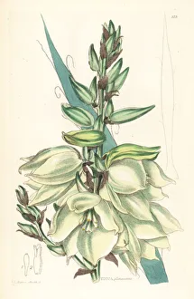 Adams Gallery: Adams needle or needle palm, Yucca flaccida
