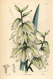 Adams needle or needle palm, Yucca flaccida