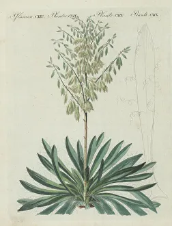 Gotz Prints: Adam's needle and thread, Yucca filamentosa