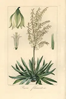 Stipple Prints: Adams needle, Yucca filamentosa, native to North America