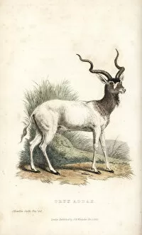 Antelope Gallery: Addax, Addax nasomaculatus. Critically endangered