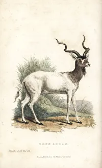 Landseer Collection: Addax, Addax nasomaculatus. Critically endangered