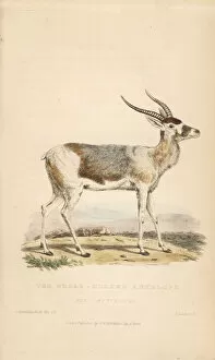 Griffith Collection: Addax, Addax nasomaculatus, female. Critically endangered