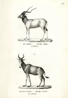 Schinz Collection: Addax antelope (critically endangered)