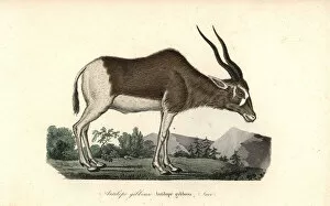 Antelope Gallery: Addax or screwhorn antelope, Addax nasomaculatus