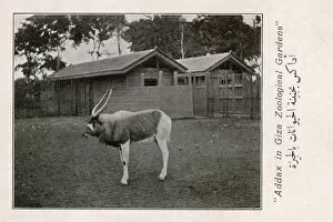 Antelope Gallery: Addax (white antelope) in the Giza Zoo, Egypt
