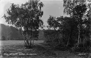 Birch Prints: Addington Common, Near Croydon