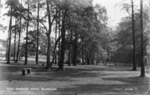 Addington Woods, Near Croydon