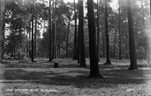 Woods Prints: Addington Woods, Near Croydon