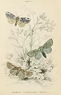 Additional Gallery: Three Additional Moths
