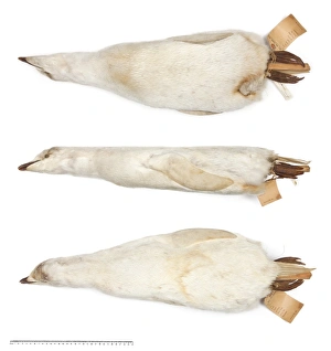 Images Dated 19th October 2010: Ad鬩e penguin Pygoscelis adeliae