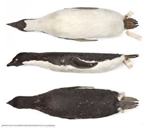 Seabird Gallery: Ad鬩e penguin, Pygoscelis adeliae