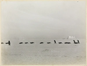 Adelie Gallery: Adeliee Penguin group