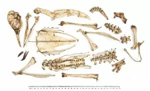Seabird Gallery: Adeliee penguin skeleton Pygoscelis adeliae