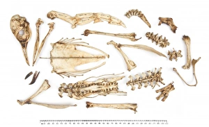 Adelie Gallery: Adeliee penguin skeleton Pygoscelis adeliae