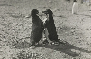 Adelie Gallery: Adeliee Penguins, Cape Adair
